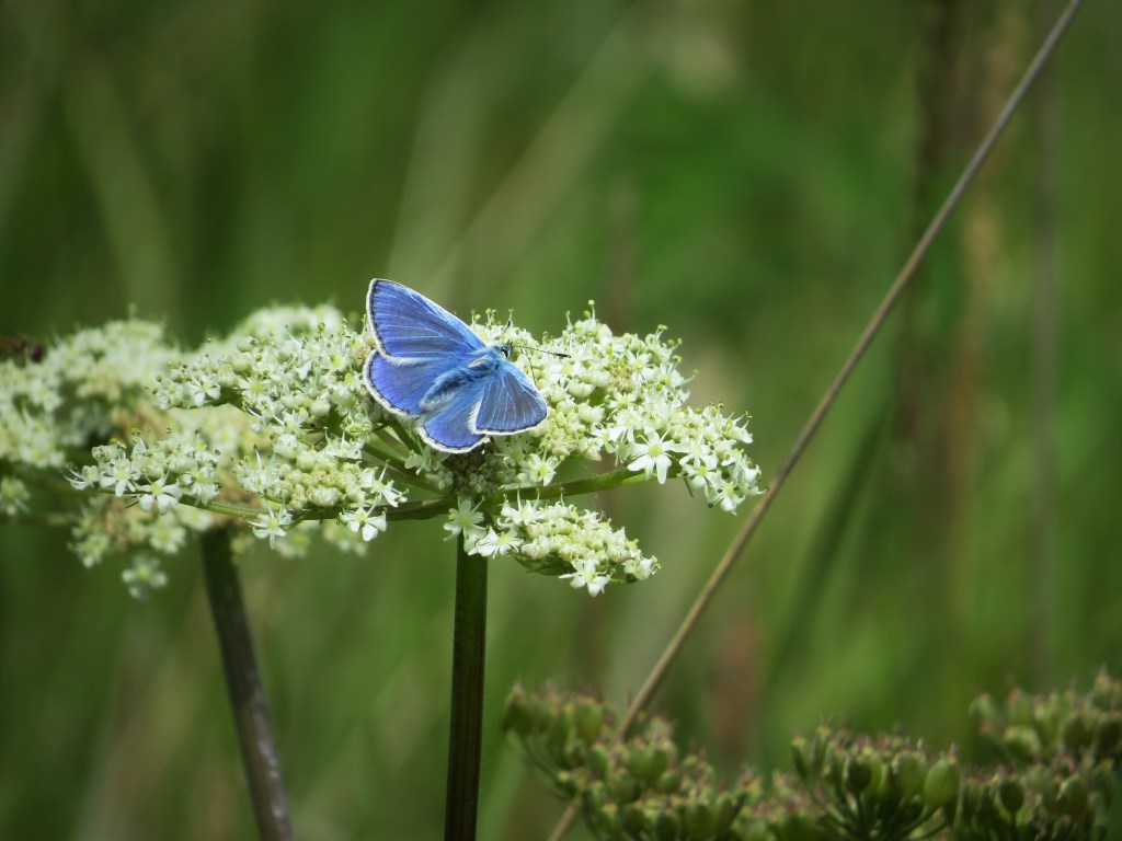 small blue butterfly on umbellifer